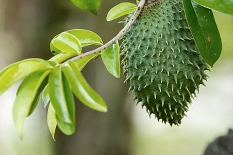 Representative Image (Image Credit: IANS)