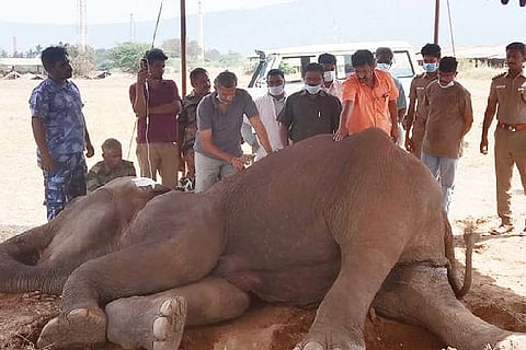 Kovai forest officials trying to revive jumbo battling for life in a farm