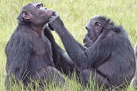 Chimps use insects as balm on wounds. Is it folk medicine?