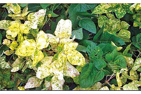 Yellow Mosaic virus