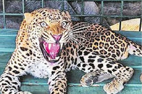 A male leopard, which was rescued with injuries from Kannivadi forest range