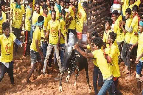Jallikattu event in Thanjavur on Saturday
