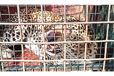 The leopard trapped near Gurubarakundru in STR on Tuesday