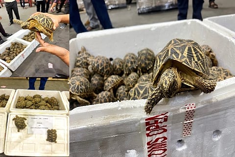 1,000 live star-tortoises smuggling to Malaysia