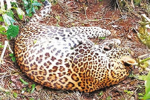 Leopard found dead in snare trap