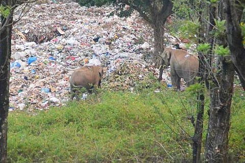 These animals venture out in search of food and get to consume plastics dumped in garbage mound