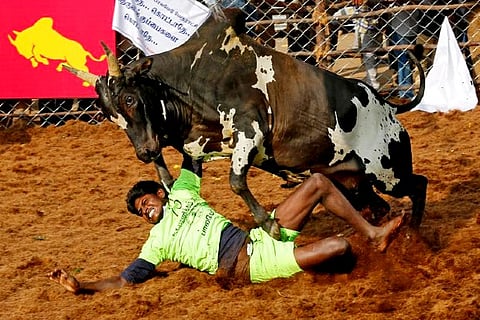 A villager is pinned down by a bull as another attempts to control him (Credit: Reuters)