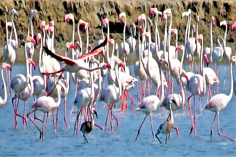 The Flamingoes that have been spotted