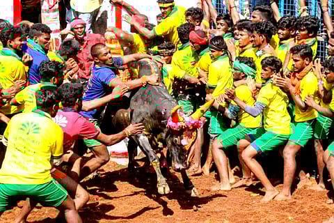 Avaniyapuram Jallikattu festival in Madurai on Friday