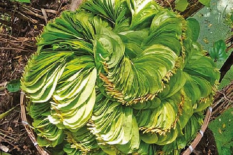 Kumbakonam betel leaves.