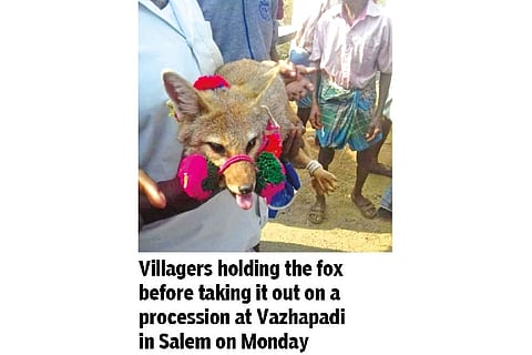 Fox taken on procession as part of Pongal ritual defying Forest Dept ban