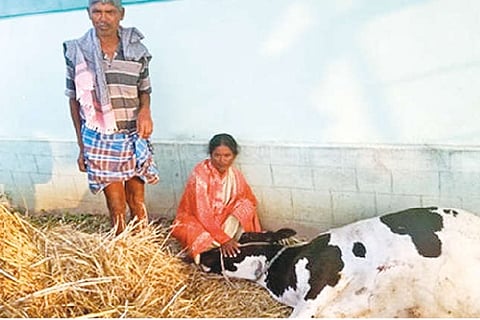 The cow which died in an elephant attack in Erode on Wednesday
