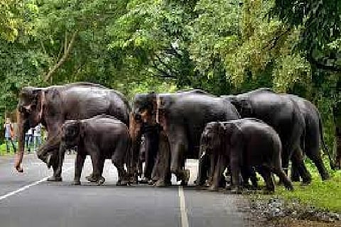 A herd of elephants cross a road that passes through the flooded Kaziranga National Park (Reuters)