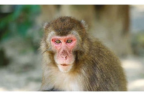 Simian stories: Japan’s monkey queen topples alpha to emerge omega