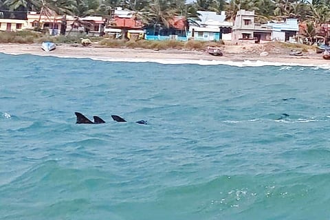 A dolphin pod spotted close to Kovalam Beach in Kanniyakumari on Monday