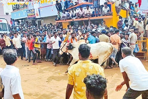 People watching a bull running across throwing all SOPs