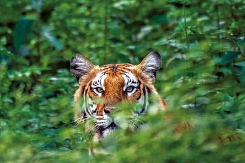 A tiger peeks out from the shrubs at the Reserve