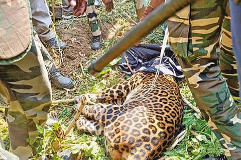 Forest Department staff with the captured leopard in Tirupur on Thursday