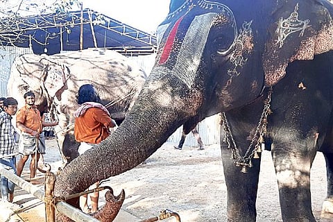 Srirangam temple elephant. File photo