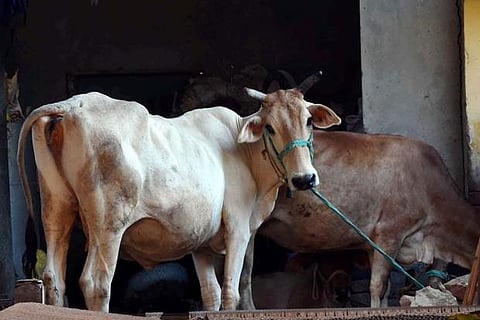 Representative image