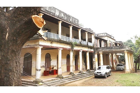 A partially axed tree at Ramalayam palace in Adyar