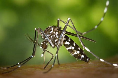 Preventive measures for dengue deployed