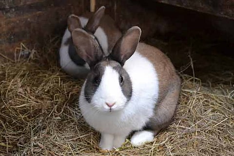 Women convicts rear rabbits