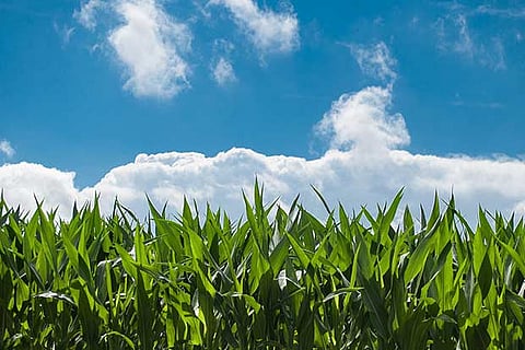 Indo-Israeli partnership blooms in Tamil Nadu fields