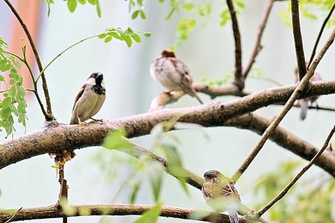 Photo: SANTHOSH NARAYANAN