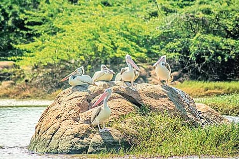 Photo- Justin George