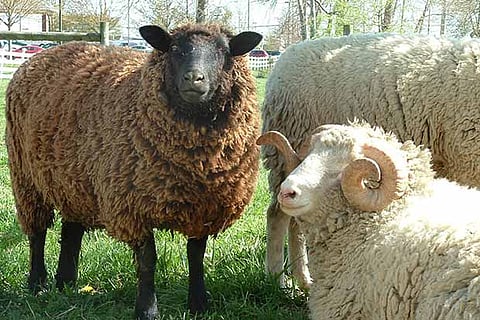 Cut down on use of antibiotics in farm animals, says British review