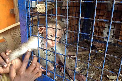 One of the monkeys rescued by the Forest Department from Ashok Nagar