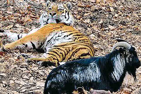 Amur and Timur have a quiet moment in the enclsoure where they coexist.