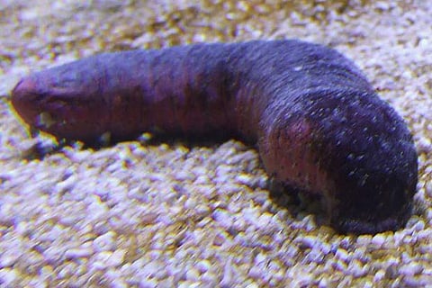 600 kg of Sea cucumber seized in TamilNadu