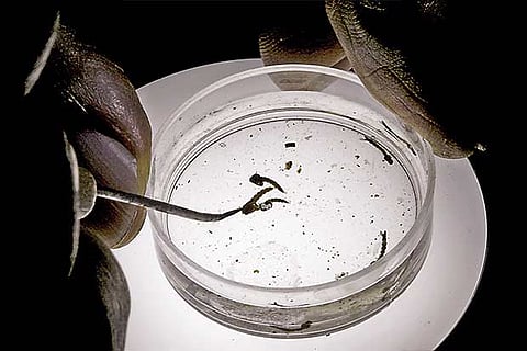 Zika vaccine by year-end: Scientists