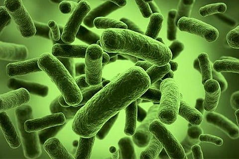 Scientist engineered bacteria to generate electricity from wastewater
