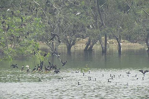 Indian Cormorants nesting at the Otteri Lake