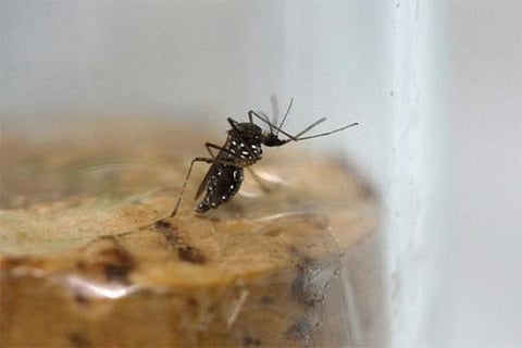 A female Aedes aegypti mosquito in a test tube