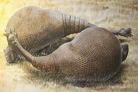 Two armadillo-like creatures named Doedicurus are shown in this artist?s rendering