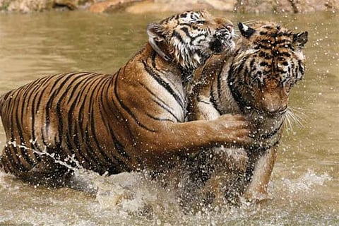 Two tigers play in the waters of Tiger Temple in Kanchanaburi province, west of Bangkok, Thailand