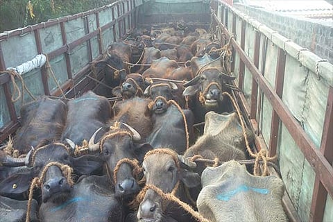 The cattle that were dumped in a lorry in violation of norms