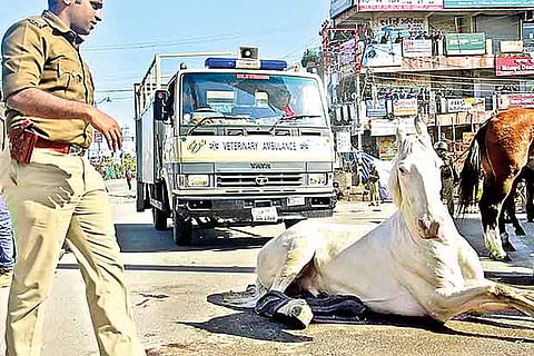 Shaktimaan, the horse that was attacked by an MLA