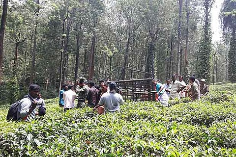 Forest officials close in on big cat that killed worker