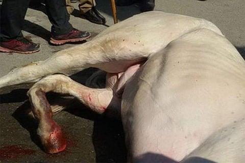 The injured horse, Shaktiman