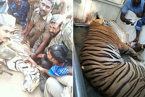 Special task force members with the tiger that was killed near Gudalur in the Nilgiris
