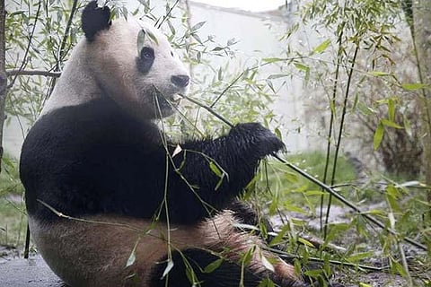 Tian Tian, a giant panda seen eating shoots in enclosure at Edinburgh Zoo