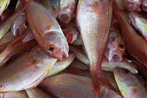 fish