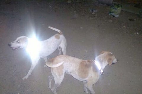 Animals sporting the glow-in-the-dark collars at night
