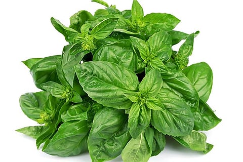 Basil leaves