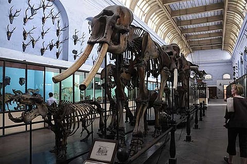 The anthropology section of the Indian Museum in Kolkata